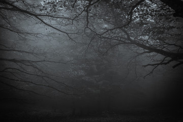 Dark forest of mount Cucco at night with fog in Umbria