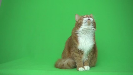 Poster - red cat rotates its head on a green screen