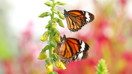 Sticker - Butterfly eating pollen of flower, outdoor Chiangmai Thailand