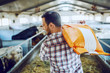 Rear view of handsome caucasian farmer in plaid shirt and jeans carrying sack with animal food over shoulder while walking in stable.