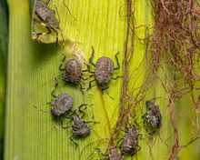 Closeup Of Multiple Brown Marmorated Stink Bugs At Fourth Instar Nymphal Stage On Cornstalk And Ear Of Corn In Cornfield