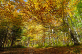Fototapeta  - Autumnal forest
