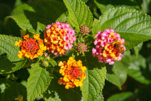 Pink And Yellow Lantana Flowers Blooming In Summer Garden, Close Up.
