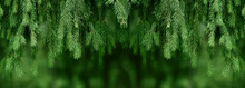 Fir Or Pine Christmas And New Year Holiday Green  Backdrop