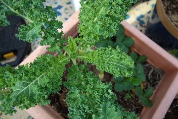 Selective Focus Closeup of Curly Kale Plant