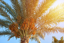 Close Up Of Palm Tree With A Date Fruits