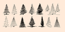 Set Of Stylized Pine Silhouettes. Vector Illustration. Different Type Christmas Tree Hand Drawn Vector Set, Sketch Style Different Type Pine Tree Set