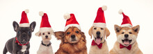 Most Adorable Group Of Santa Claus Dogs