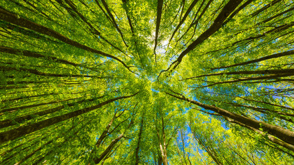 Looking up at the green tops of trees.