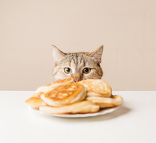 Domestic Cat Staring At Pancakes.
