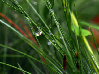 Close-up of juicy green grass with dew drops, macro.