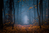 Fototapeta Las - Beautiful, foggy, autumn, mysterious forest with pathway forward. Footpath among high trees with yellow leaves.