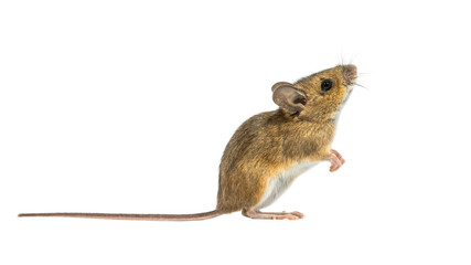 Interested mouse isolated on white background