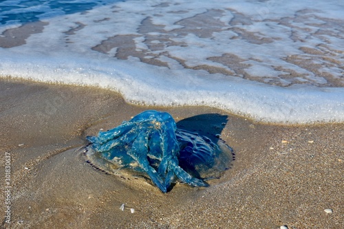 Blue Jellyfish In The Surf On The North Sea Beach In Belgium Foto De Stock Adobe Stock Blue Jellyfish In The Surf On The North Sea Beach In Belgium Foto De Stock Adobe Stock
