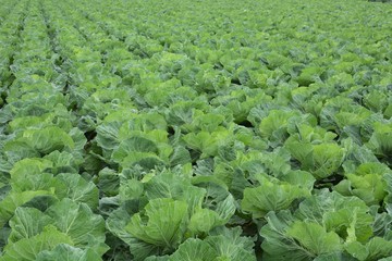 Wall Mural - Cabbage Cultivation / Cabbage contains vitamin U (Cabagin) and is a vegetable that is effective in preventing stomach ulcers.