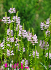 Wall Mural -  beautiful pink lupine flowers with a bee flying towards them
