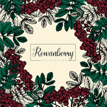 Hand Drawn Background Of Rowanberry Branch With Leaves And Berries.  Autumn Design. Red Forest Berries. For Design Textiles, Fabric, Packaging, Paper, Surface Decoration, Background.