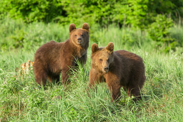 Two young brown bears in the authumn forest