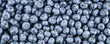 Blueberry natural fresh berries. Food background.