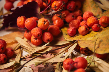    autumn mountain ash lying on a table with dry leaves    