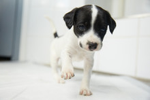 A Cute Little Puppy In A Veterinary Clinic 