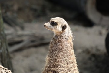 Wall Mural - meerkat on guard