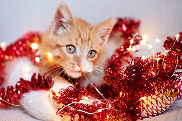  Little red kitten playing in Christmas decorations