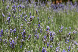 Fototapeta Lawenda - field of lavender flowers