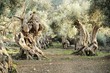 © Brooke Fitts - spanish olive grove