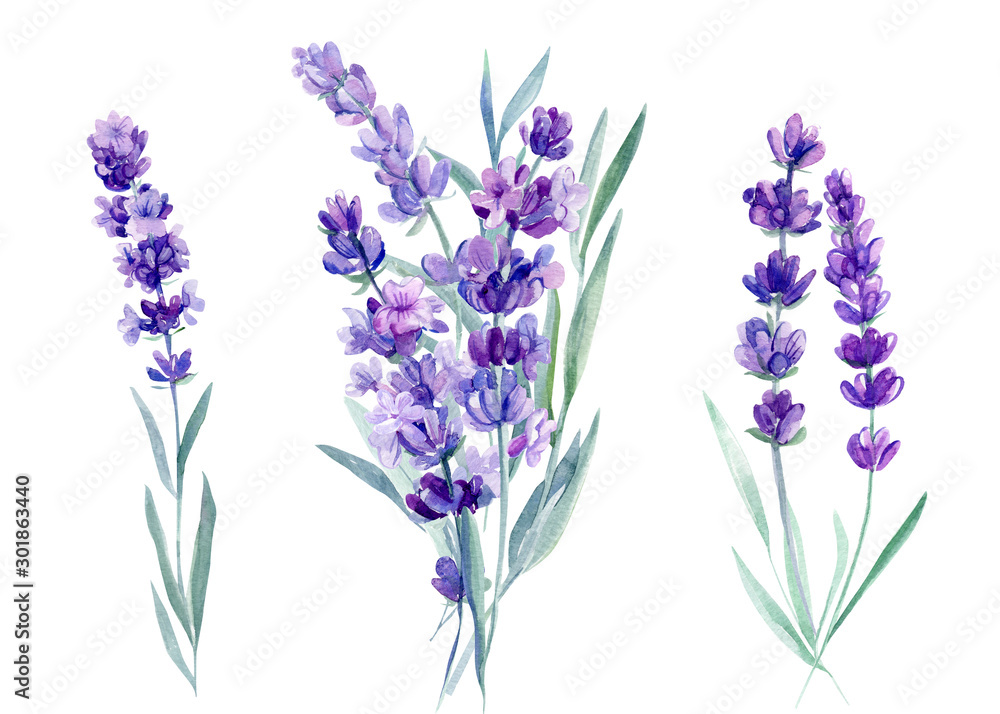 set of lavender flowers, bouquet of lavender flowers on an isolated white background, watercolor illustration, hand drawing - obrazy, fototapety, plakaty 