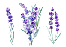 Set Of Lavender Flowers, Bouquet Of Lavender Flowers On An Isolated White Background, Watercolor Illustration, Hand Drawing