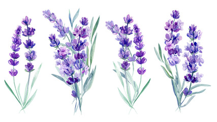 bouquet lavender flowers on an isolated white background, watercolor illustration, hand drawing