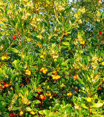 Wall Mural - Arbutus unedo is an evergreen shrub or small tree in the family Ericaceae known as cain, cane apple, caithne, Irish or Killarney strawberry tree