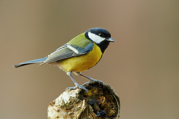 Poster - Beautiful great tit (Parus major)