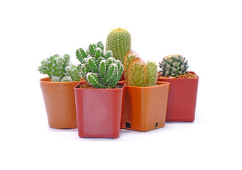 Wall Mural - Group of Cactus in pot isolated on white background. Potted ornamental plants for absorb electromagnetic radiation from computer in office. Careless and simple care ornamental potted plants.