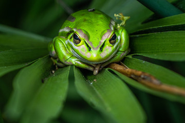 A closeup photo of a green and gold bell frog tucked into a lily plant. 