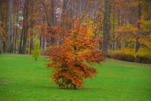 Autumn Landscape, Red Tree In The Park Forest Green Yellow Red Leaves Branches, Nature Views