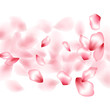 © SunwArt - Pink sakura flower flying petals isolated on white vector background.