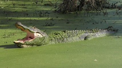 alligators in green swamp.7 clip pack