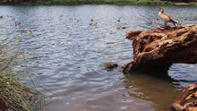 Medium Shot Of Egyptian Geese On A Lake Or Dam With A Log.