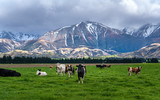 Fototapeta Sawanna - Cattle Cows In Natural Landscape