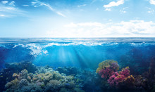 Background Of Beautiful Coral Reef With Marine Tropical Fish Visited Here