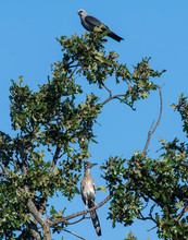 Roadrunner And Mississippi Kite Sharing The Same Tree