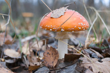 Red Fly Agarics Poisonous Mushrooms Are Also Dangerous To The Person.