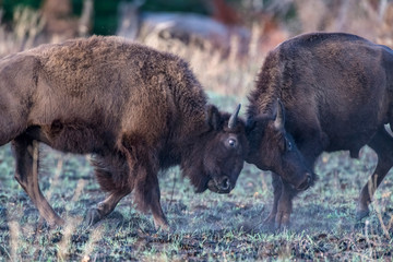 Poster - bison bull