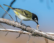Male Black Capped Vireo with worm