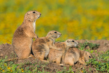 Group Of Prairie Dogs