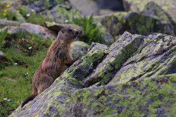 Wall Mural - marmot