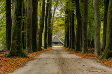 Empty Path Through An Autumnal Forest In Kootwijk, Holland. Copper Colored Leaves On The Ground. Yellow And Green Colored Leaves Still On The Trees. A Sheep Stable Stands In The Distance