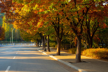 Wall Mural - beautiful scene i the park during autumn in seoul, south korea.